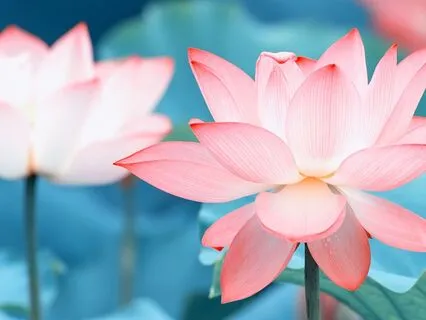 Find Peace Through Mindful Breathing