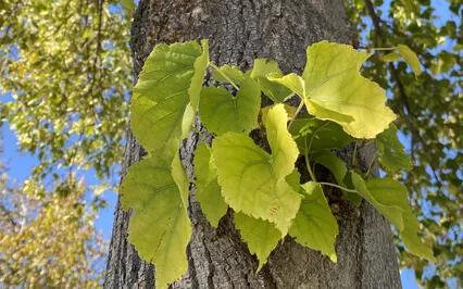 Find Peace With Your Parental Relationships
