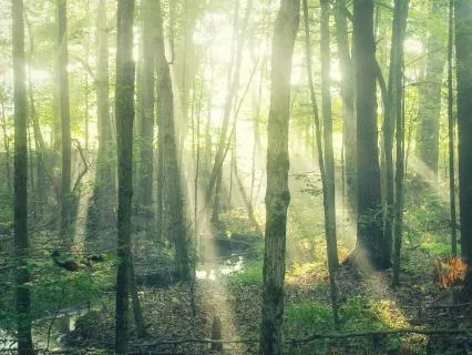 Find Steadiness In Contemplation With Healing Harp