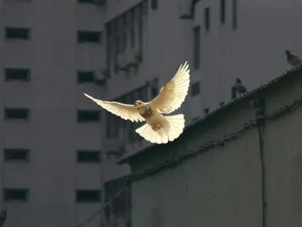 Find Stillness Amidst Movement With Healing Harp (392 Hz)