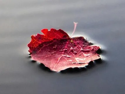 Find Stillness Amidst Movement With Healing Harp (396 Hz)