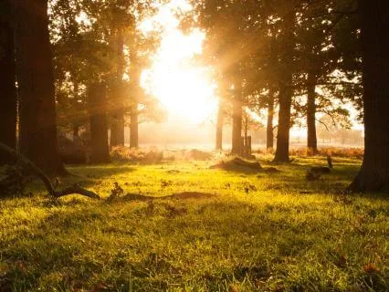 Find Stillness Amidst Movement With Healing Harp (440 Hz)