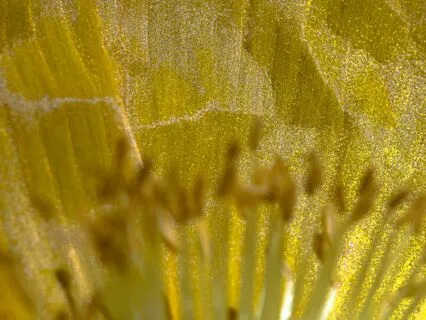 Find The Glimmers | Uplifting Guided Breathing & Meditation