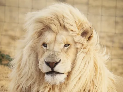 Find Your Confidence