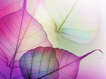 Find Your Everlasting Happiness