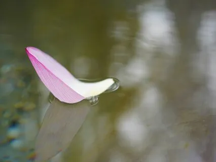 Find your inner harmony