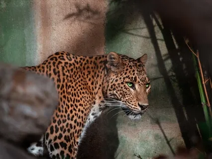 Find Your Spirit Animal