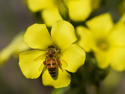 Find Yourself In Nature 3: Sound