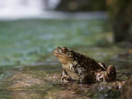 Find Yourself In Nature 5: Taste & Smell