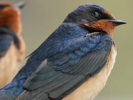 Find Yourself In Nature 6: Movement