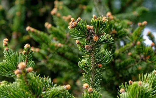 Finding A Path To Peace (No Music)