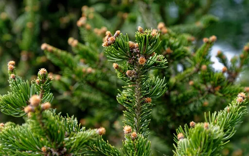 Finding A Path To Peace (With Music)