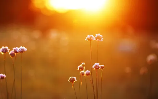 Finding A Safe Harbor—A Practice For Middle School Students