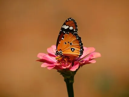 Finding Awareness Through The Breath