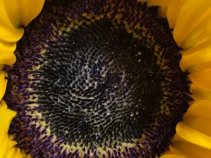 Finding Back The Unity Of Our Existence