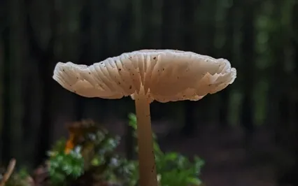 Finding Balance - Full Body Relaxation Meditation