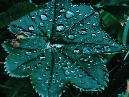 Finding Bliss in the Morning Rain