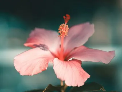 Finding Calm: 5-Minute Anxiety Relief Meditation