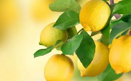 Finding Calm Amidst Chaos