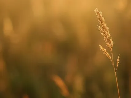 Finding Calm In The Pause (6 Minute Meditation)