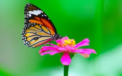 Finding Common G.R.O.U.N.D.