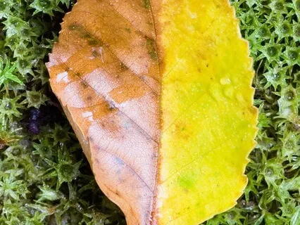 Finding Harmony Through Yin And Yang