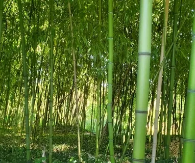 Finding Inner Peace (Short Guided Meditation)