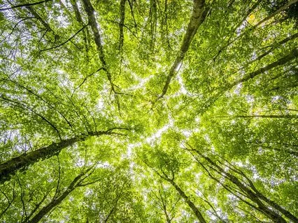 Finding Inner Strength - A Guided Imagination