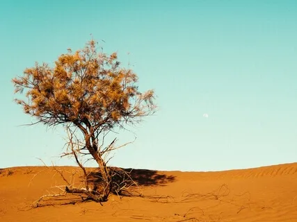 Finding Joy In The Midst Of Difficulties