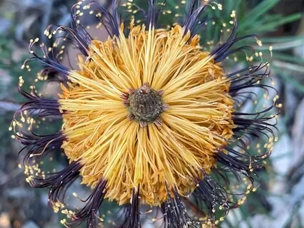 Finding Joy In A 30-Min Mindful Meditation