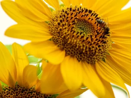 Finding Joy In The Craziness