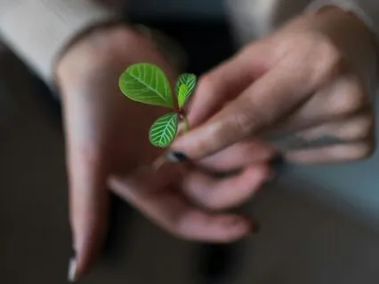 Finding Joy, Seeds Of Joy Activation