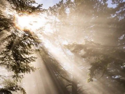 Finding Our Jerry Bear: Cultivating Nonhatred