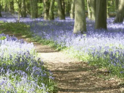 Finding Peace In Nature (Long Meditation Bedtime Story)