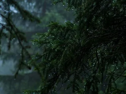 Finding Peace In The Evening Rain