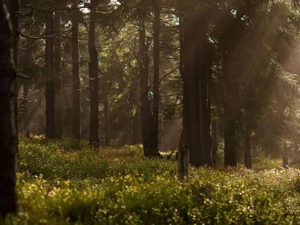 Finding Peace In The Midst Of The Storm