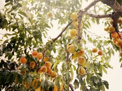 Finding Peace In The Midst Of Transition