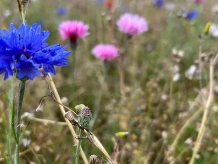 Finding Peace In The Noise - August 4th