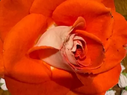 Finding Peace Of Peace In Prayer