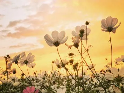 Finding Peace With Difficult People | Let Go With Compassion