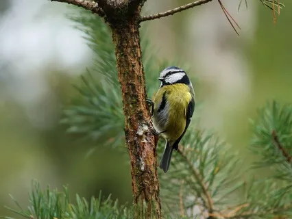 Finding Presence Through Sensory Awareness