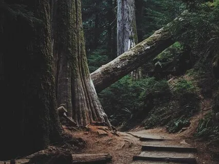 Finding Purpose In Every Obstacle