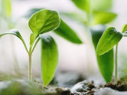 Finding Purpose In The Unexpected: Contemplating Isaiah 48
