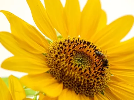 Finding Real Freedom