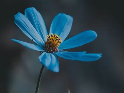 Finding Solace In Oblivion