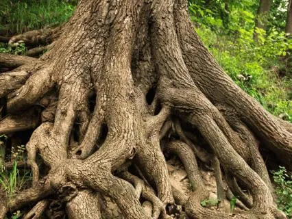Finding Solid Ground