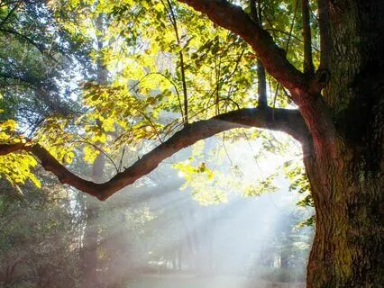 Finding Strength With The Oak Tree Meditation