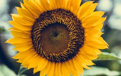 Finding Success As An Introvert