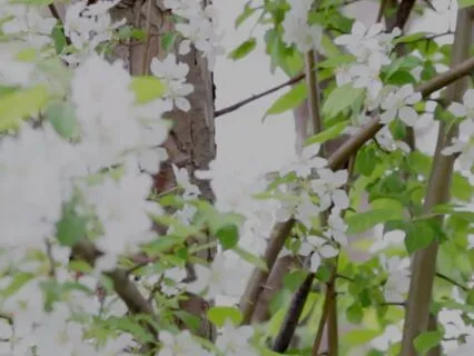 Finding The Compassionate Voice Within