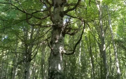 Finding The Mother Tree Meditation
